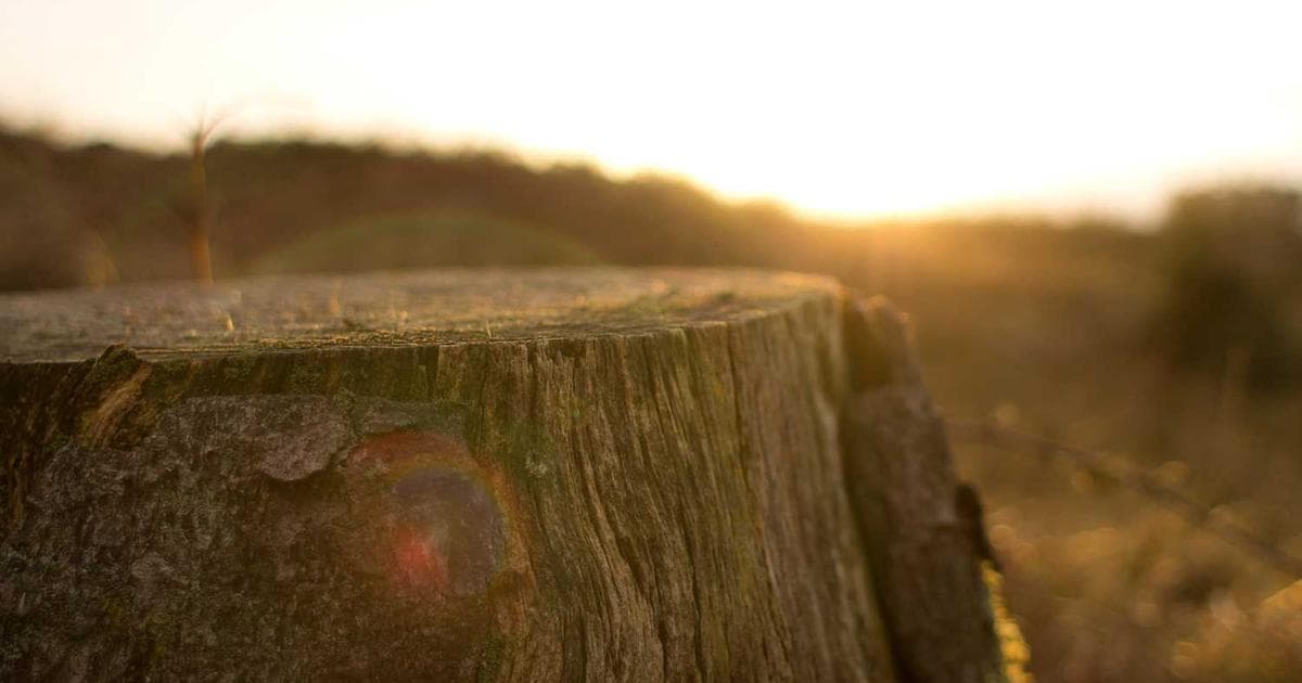 10 Creative Ideas for Your Next Veo 4 Project: A Masterclass in High-Speed Cinematography